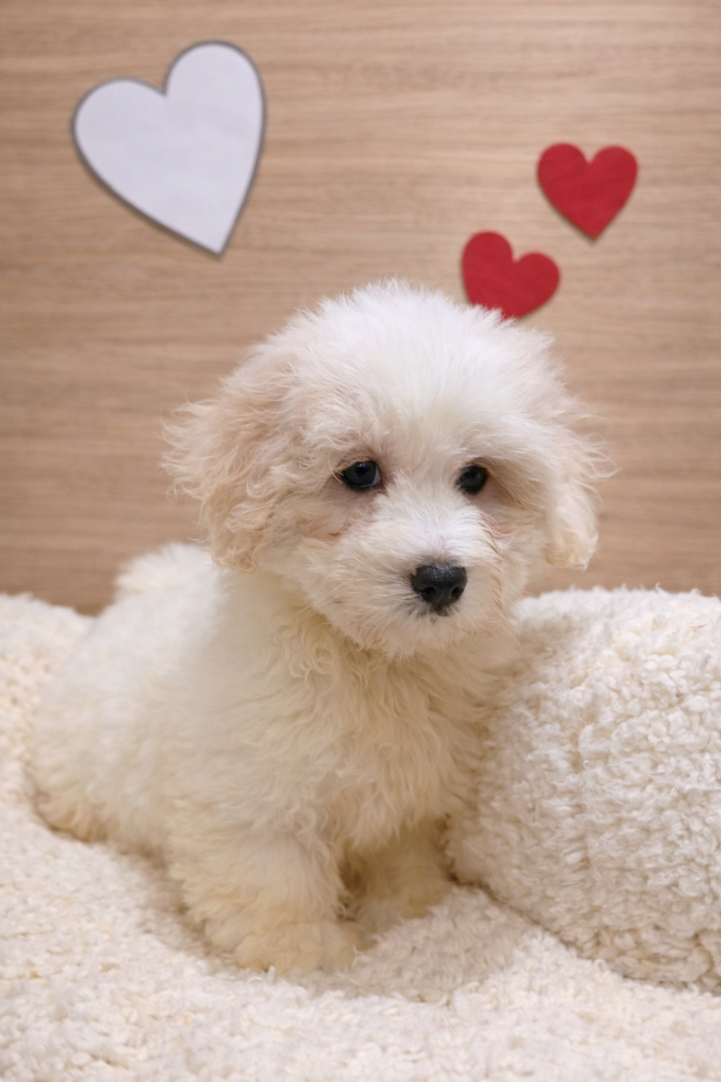 Anis, Coton de Tulear mâle né le 07/12/25 Non LOF