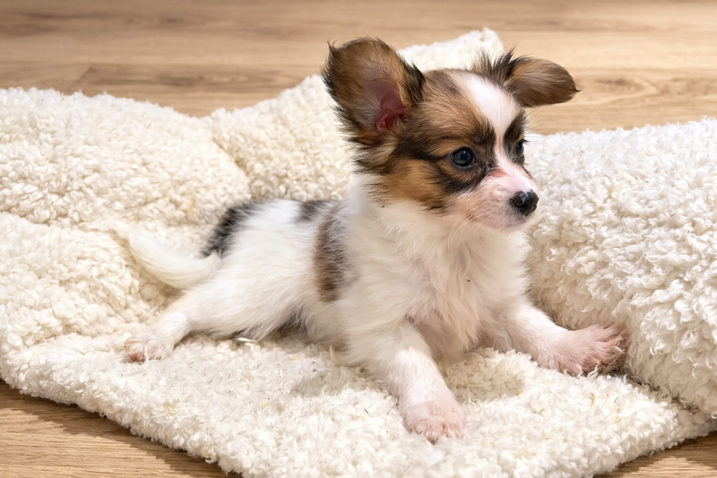 Agora, Epagneul Papillon femelle née le 07/12/25 LOF