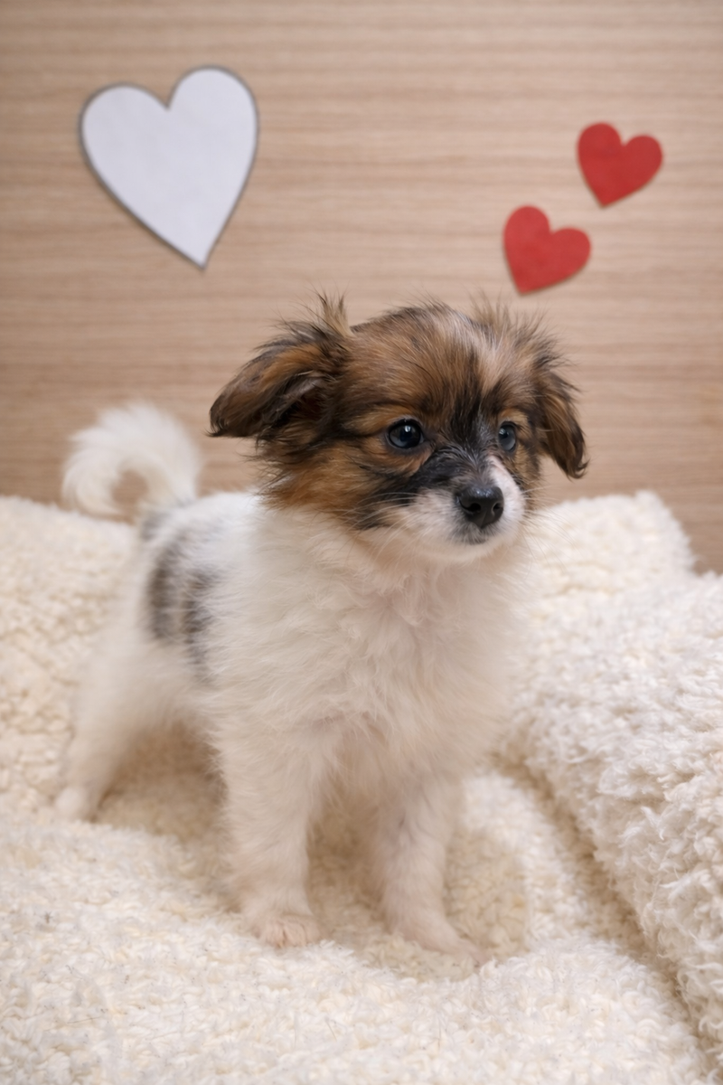 Amarilla, Epagneul Papillon femelle née le 07/12/25 LOF