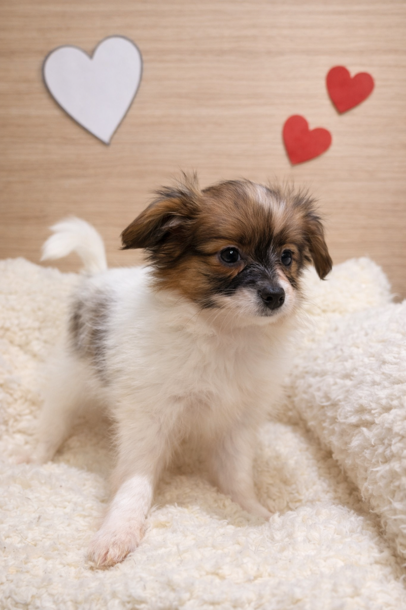 Amarilla, Epagneul Papillon femelle née le 07/12/25 LOF