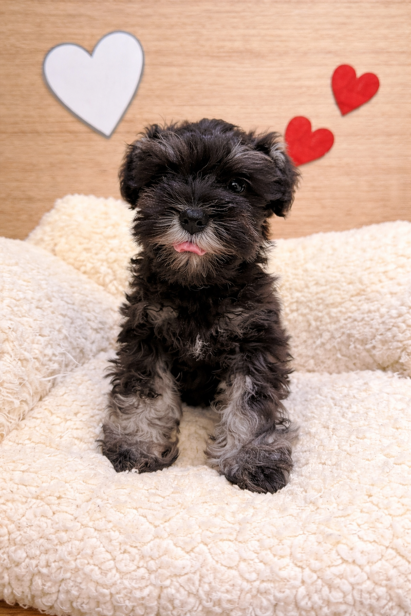 Aldo, Schnauzer mâle né le 06/12/25 Non LOF