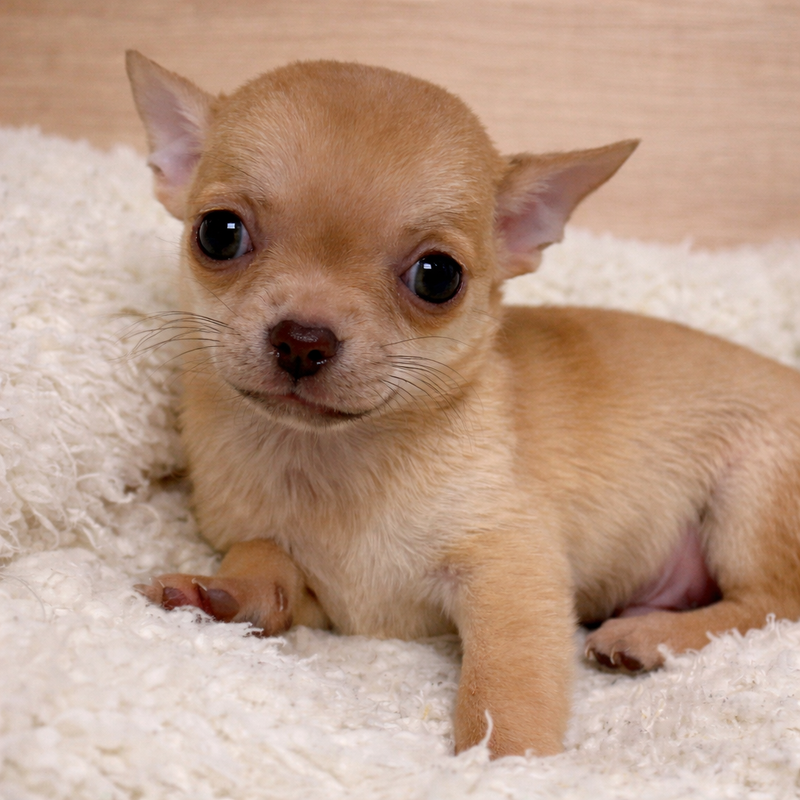 Aztek, Chihuahua mâle né le 02/12/25 LOF