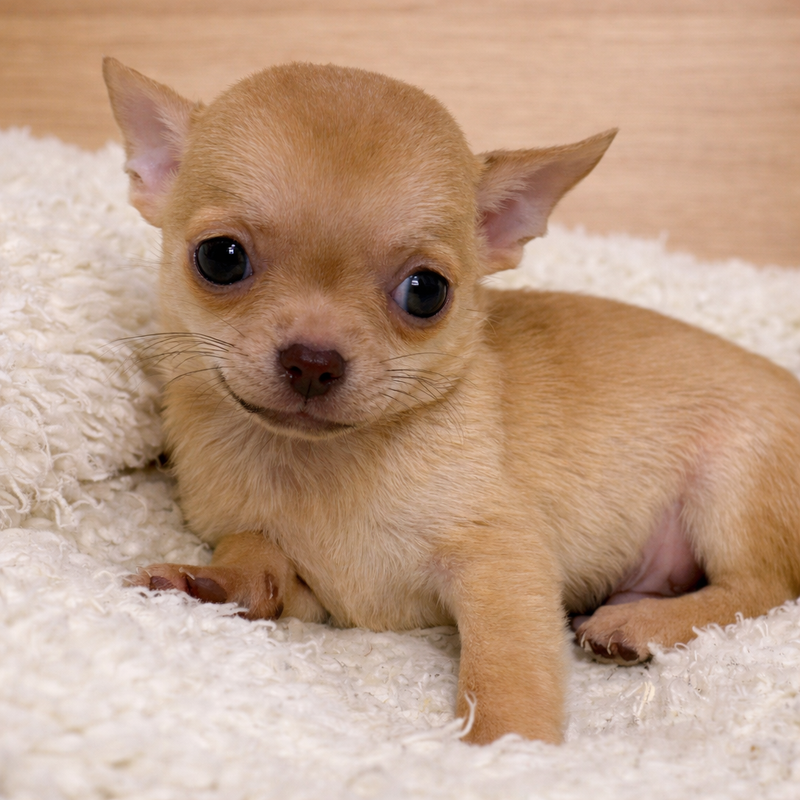 Aztek, Chihuahua mâle né le 02/12/25 LOF