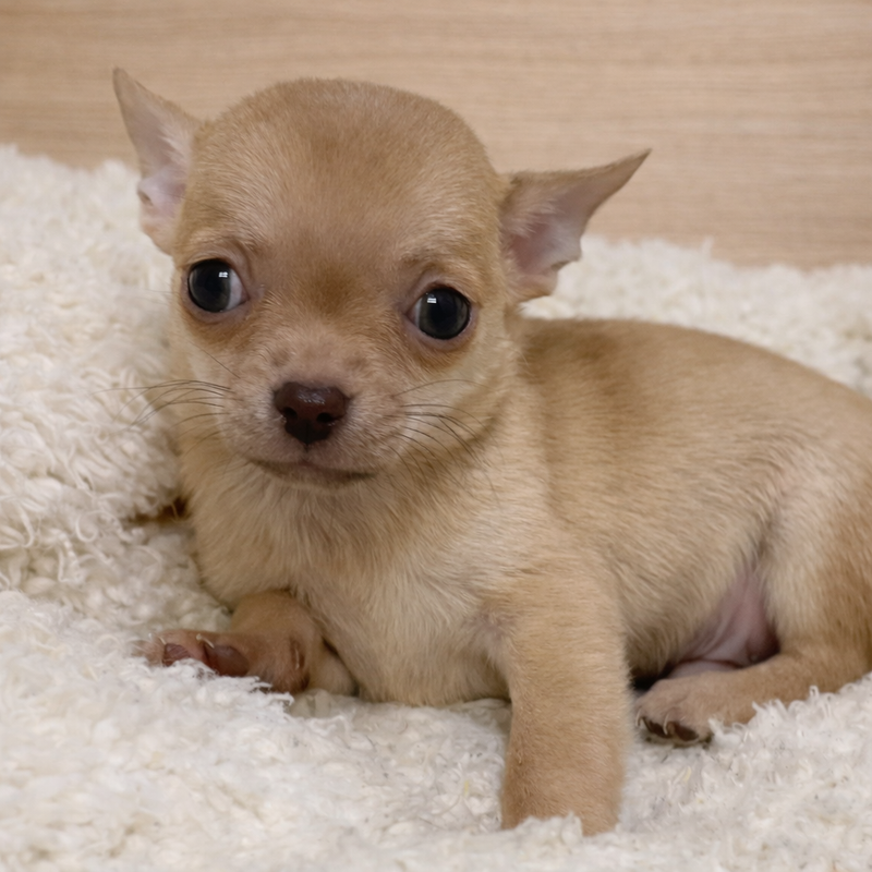 Aztek, Chihuahua mâle né le 02/12/25 LOF