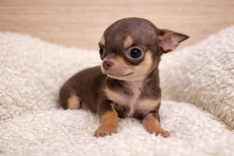 Arlette, Chihuahua femelle née le 25/11/25 LOF