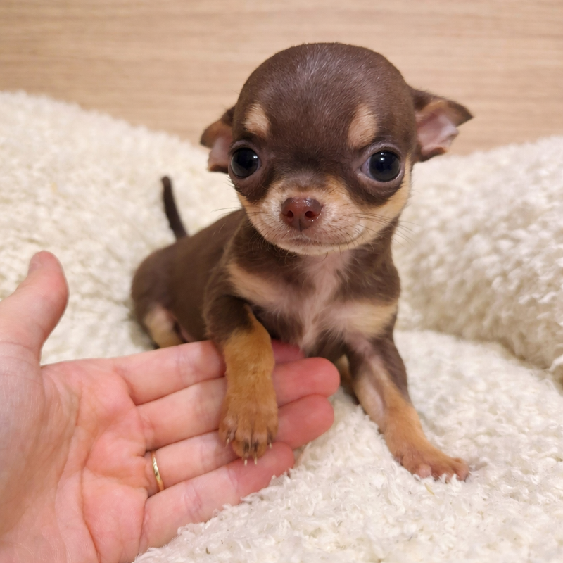 Arlette, Chihuahua femelle née le 25/11/25 LOF