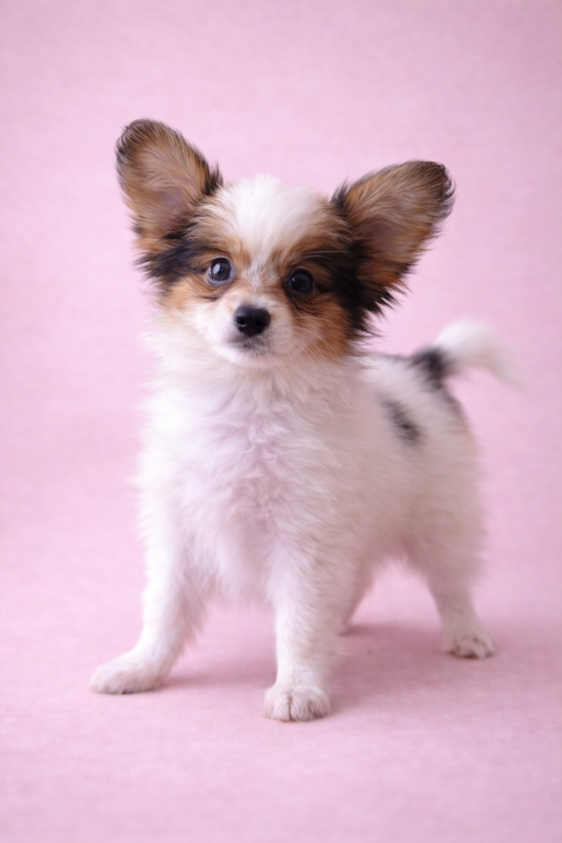 ANITA, femelle née le 11/12/2025 non LOF (parents LOF)