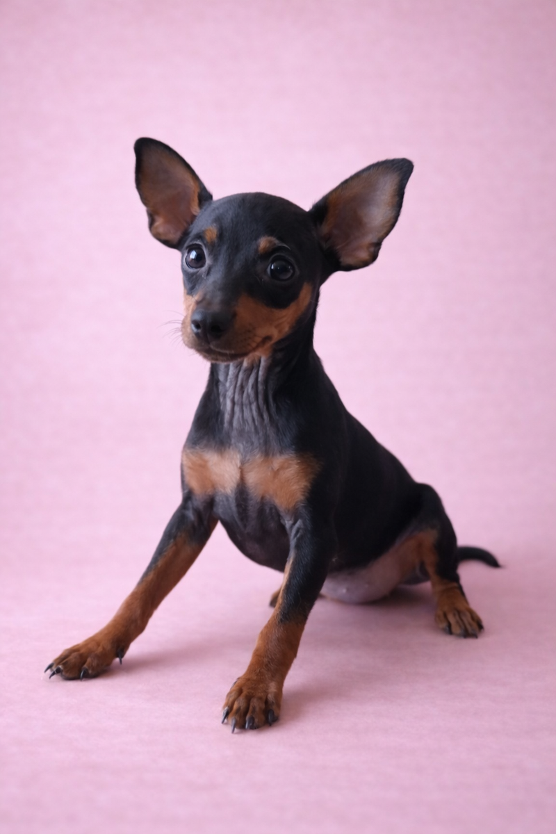 ARIELLE, femelle née le 22/11/2025 non LOF (parents LOF)