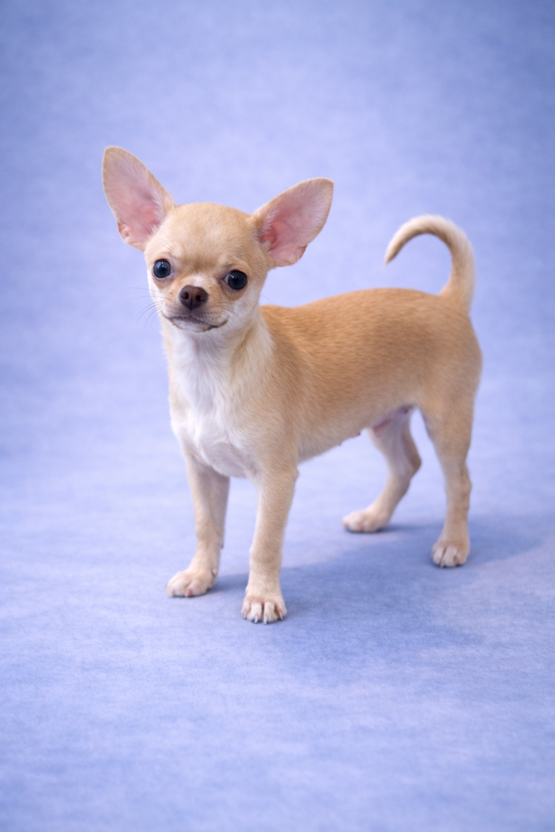 ADAGIO, mâle né le 25/11/2025 LOF