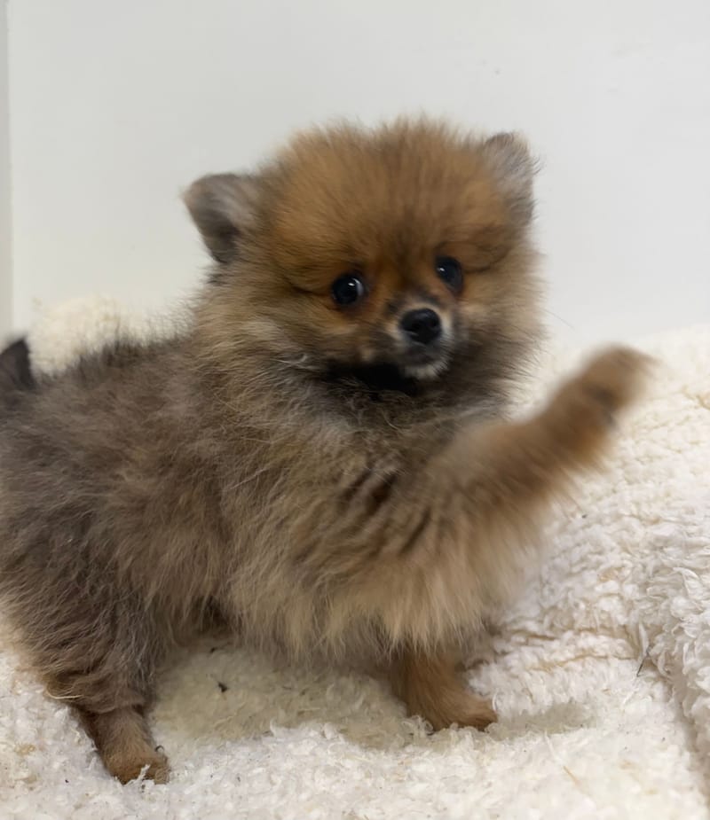 Ariette, Spitz femelle née le 11/12/25 Non LOF