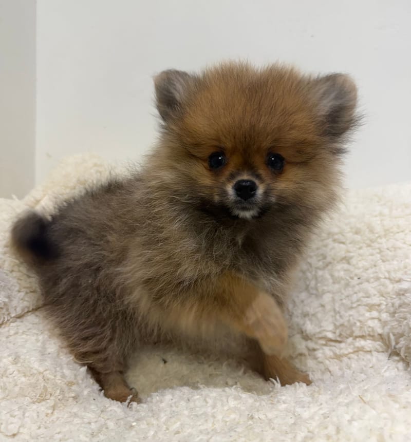 Ariette, Spitz femelle née le 11/12/25 Non LOF