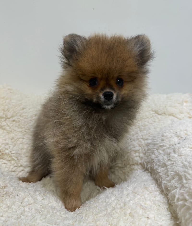 Ariette, Spitz femelle née le 11/12/25 Non LOF