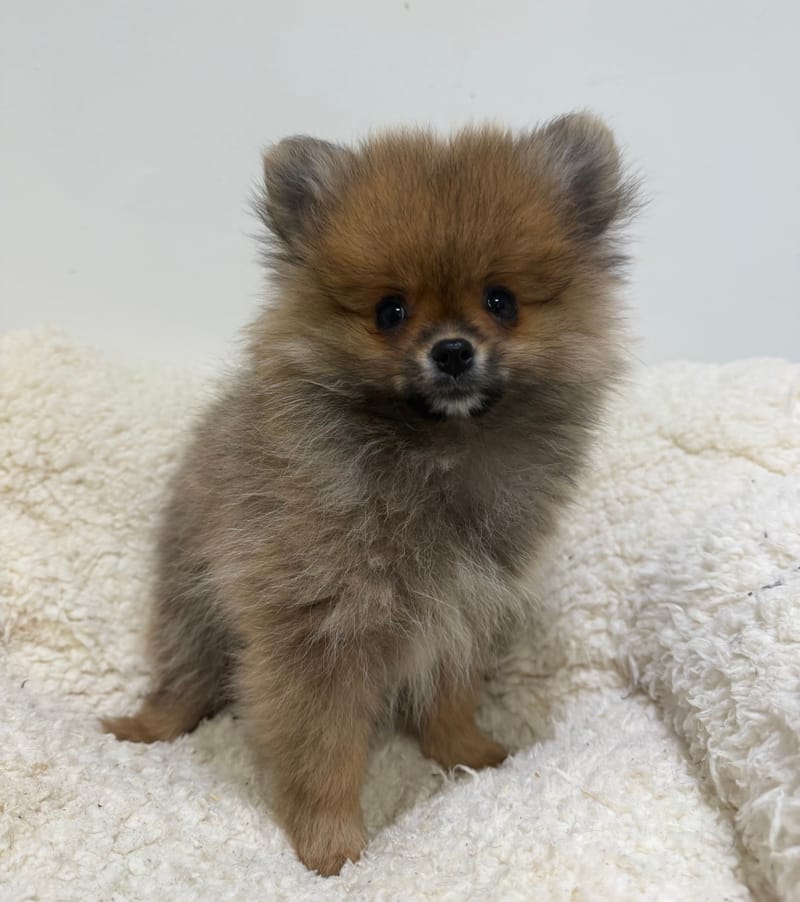 Ariette, Spitz femelle née le 11/12/25 Non LOF