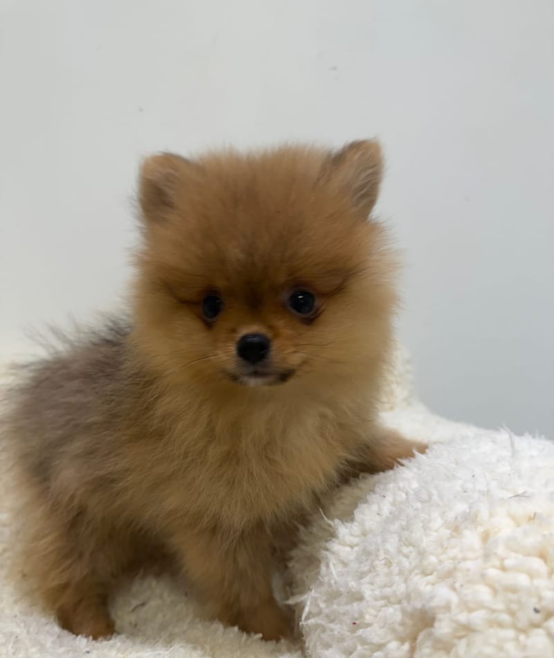 Aziza, Spitz femelle née le 11/12/25 Non LOF