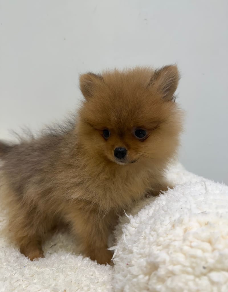 Aziza, Spitz femelle née le 11/12/25 Non LOF