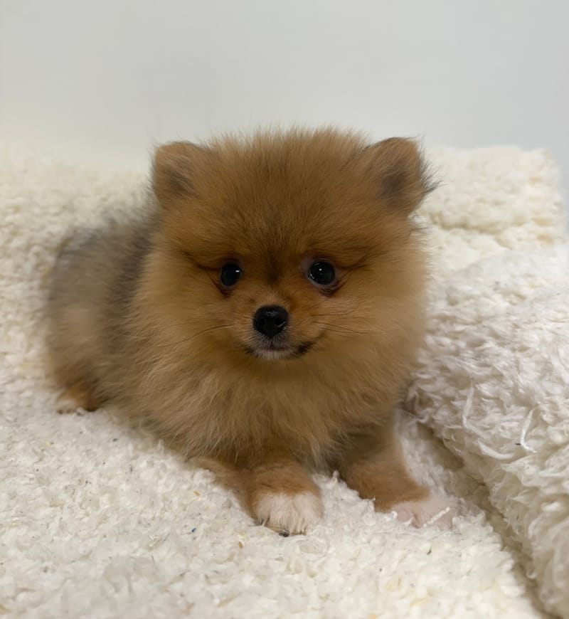 Aziza, Spitz femelle née le 11/12/25 Non LOF