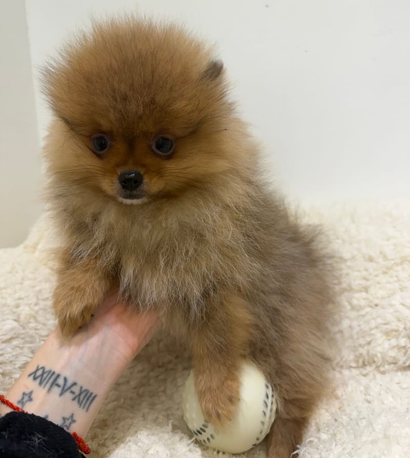 Annecy, Spitz femelle née le 11/12/25 Non LOF