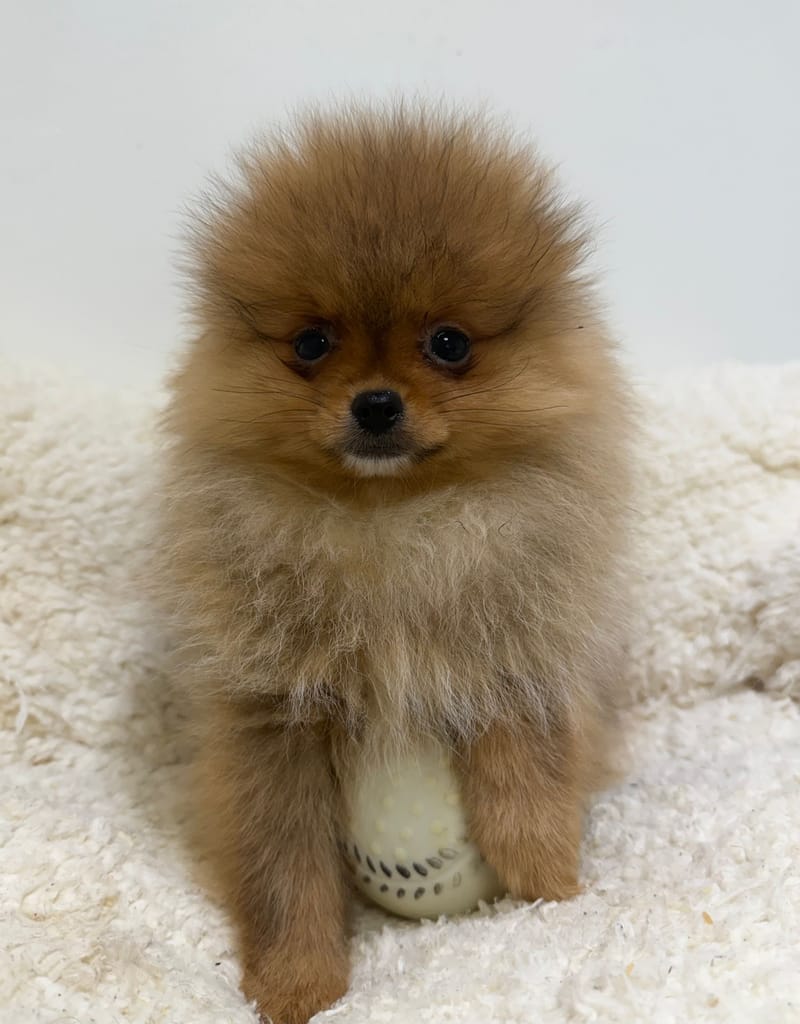 Annecy, Spitz femelle née le 11/12/25 Non LOF