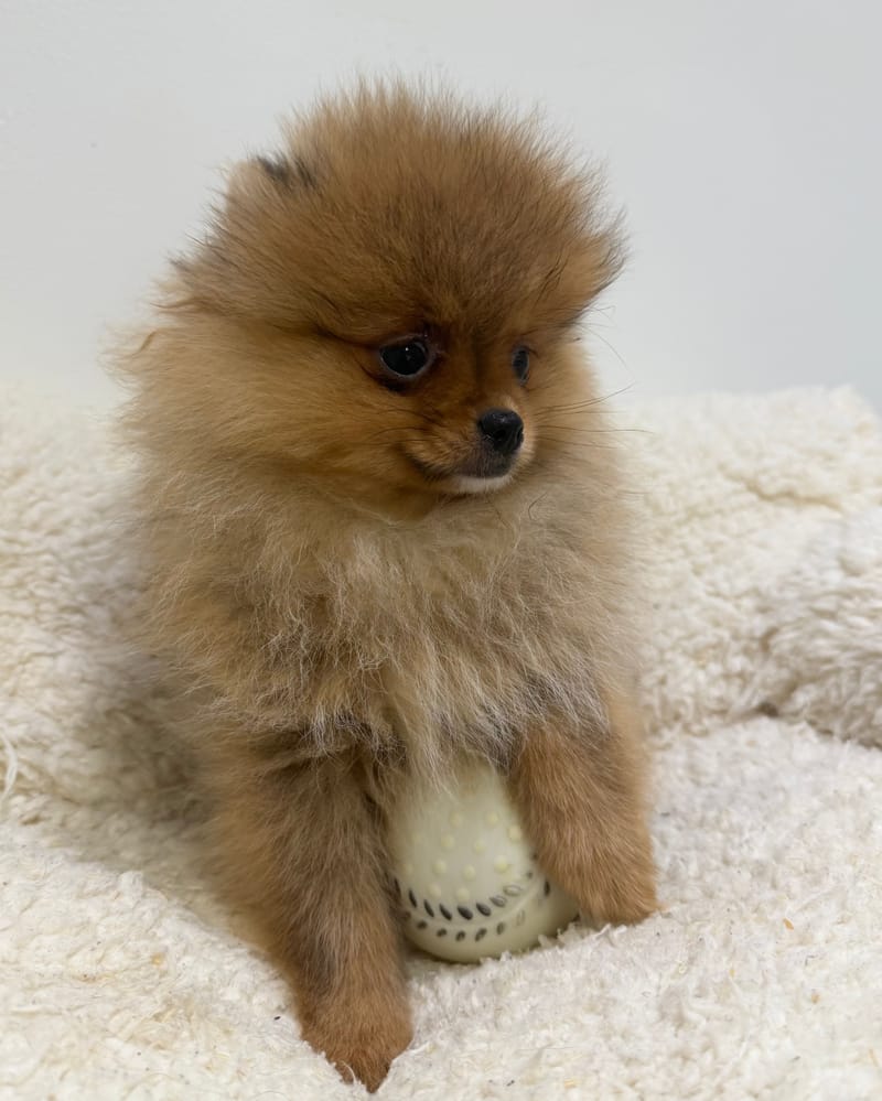 Annecy, Spitz femelle née le 11/12/25 Non LOF