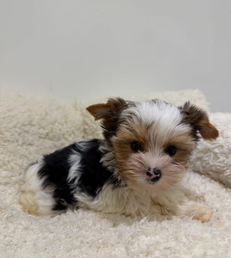 Antibes, Yorkshire Biewer femelle née le 29/12/25 Non LOF