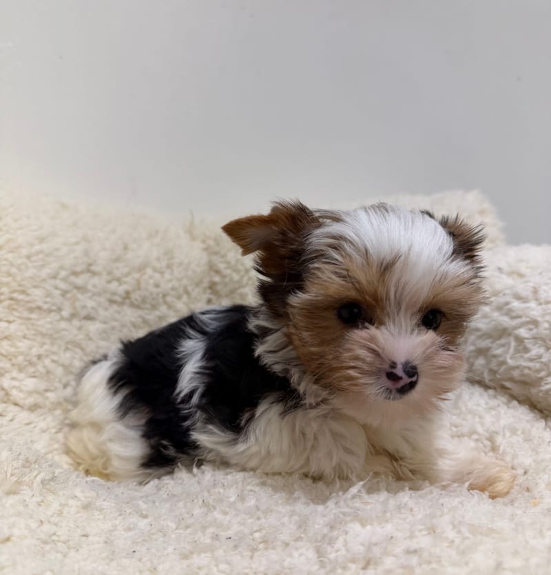 Antibes, Yorkshire Biewer femelle née le 29/12/25 Non LOF