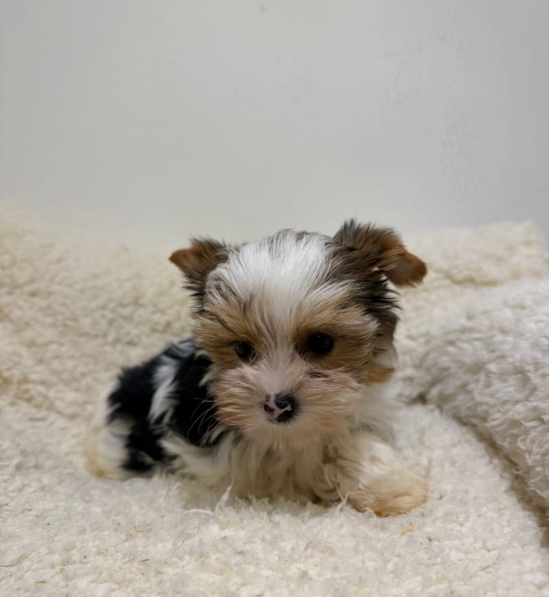 Antibes, Yorkshire Biewer femelle née le 29/12/25 Non LOF