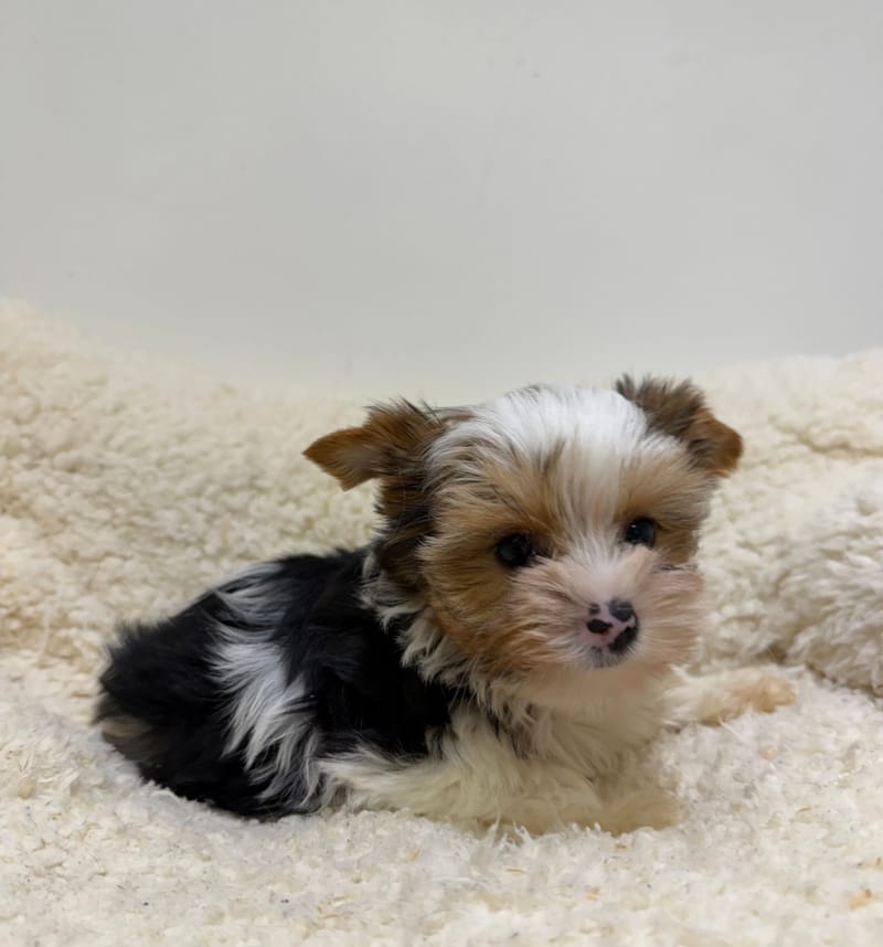 Antibes, Yorkshire Biewer femelle née le 29/12/25 Non LOF