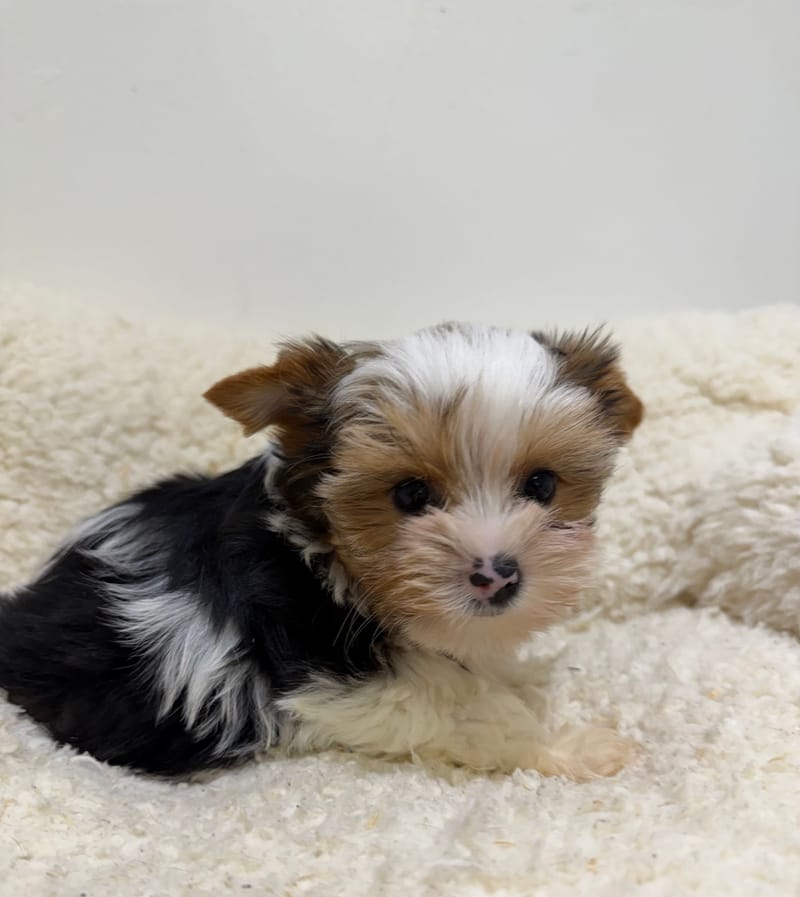 Antibes, Yorkshire Biewer femelle née le 29/12/25 Non LOF