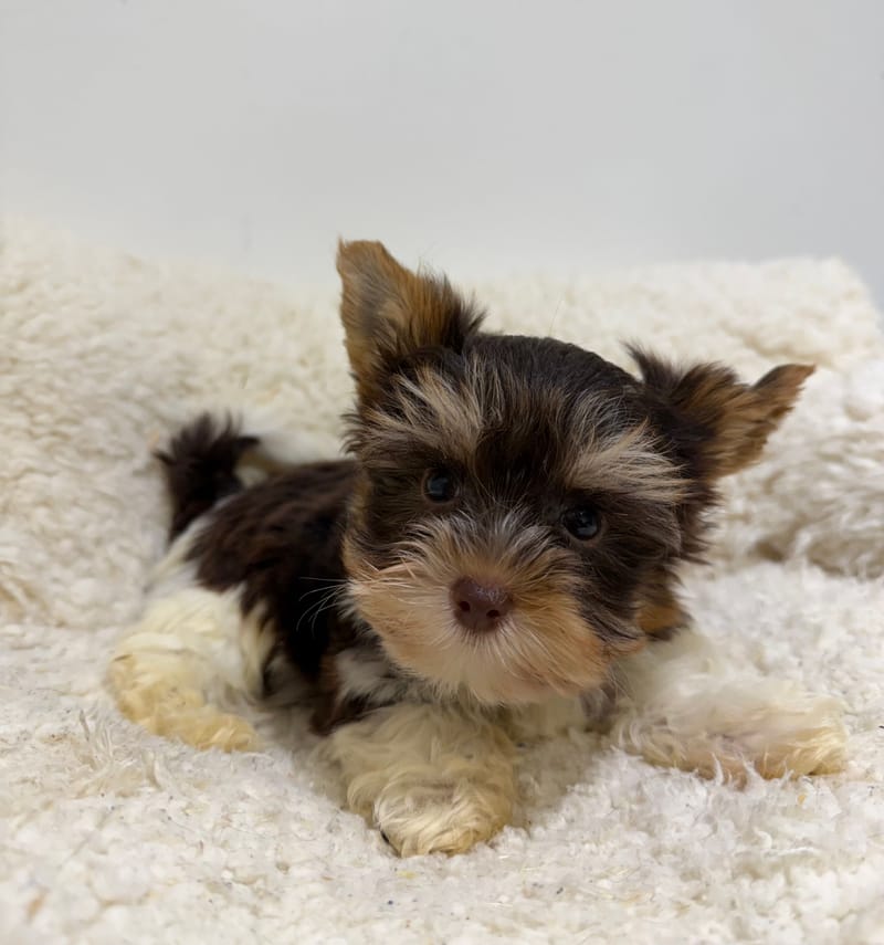 Arles, Yorkshire Biewer mâle né le 26/12/25 Non LOF