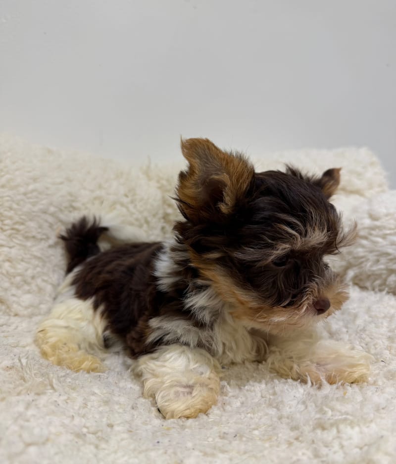 Arles, Yorkshire Biewer mâle né le 26/12/25 Non LOF