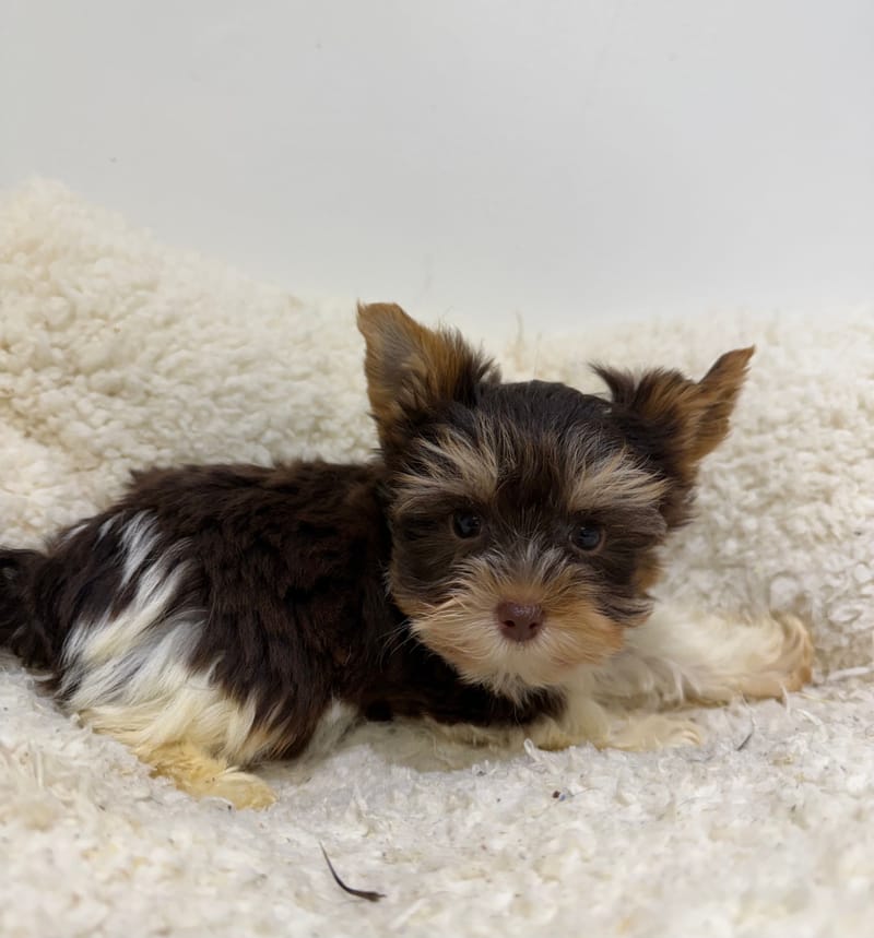 Arles, Yorkshire Biewer mâle né le 26/12/25 Non LOF