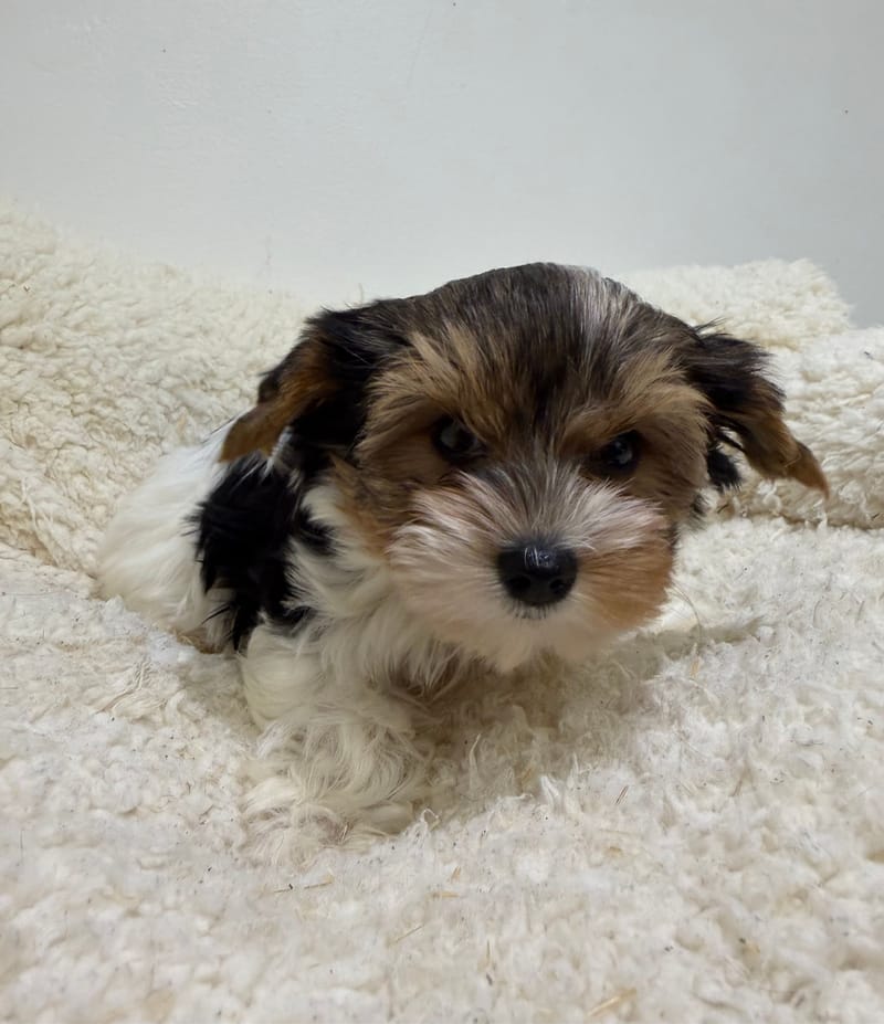 Aston, Yorkshire Biewer mâle né le 29/12/25 Non LOF