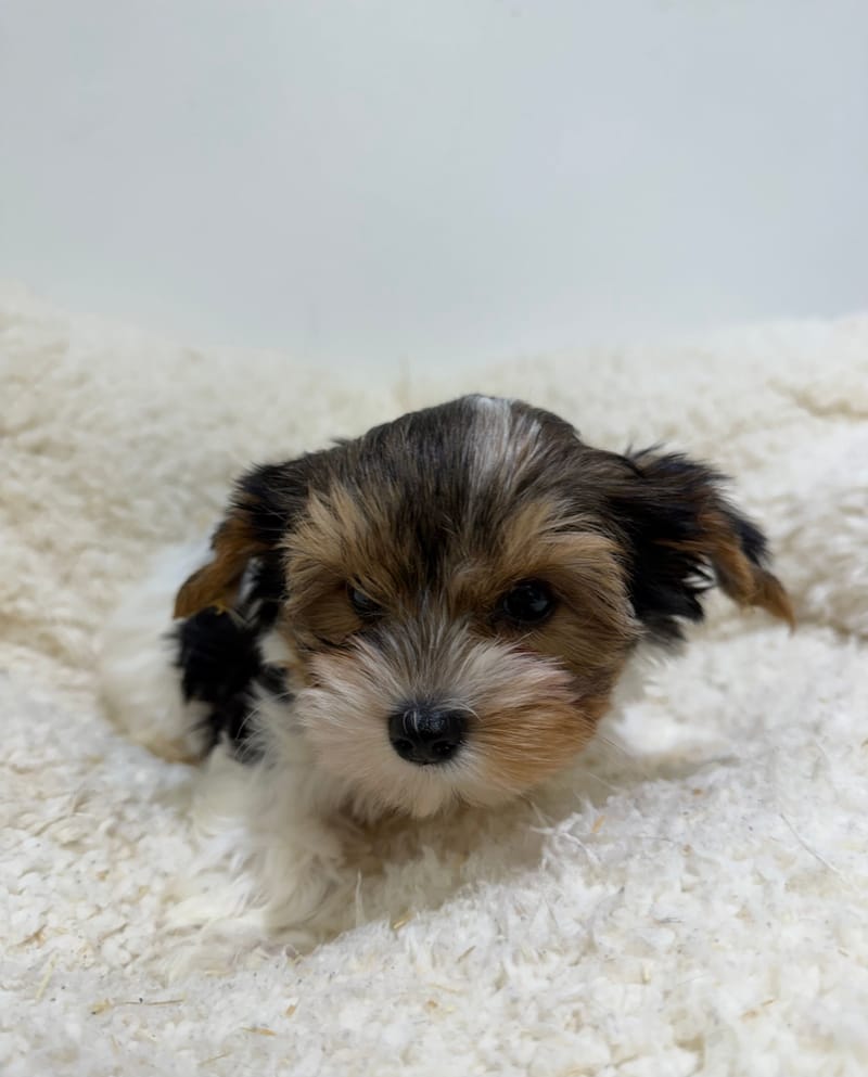 Aston, Yorkshire Biewer mâle né le 29/12/25 Non LOF