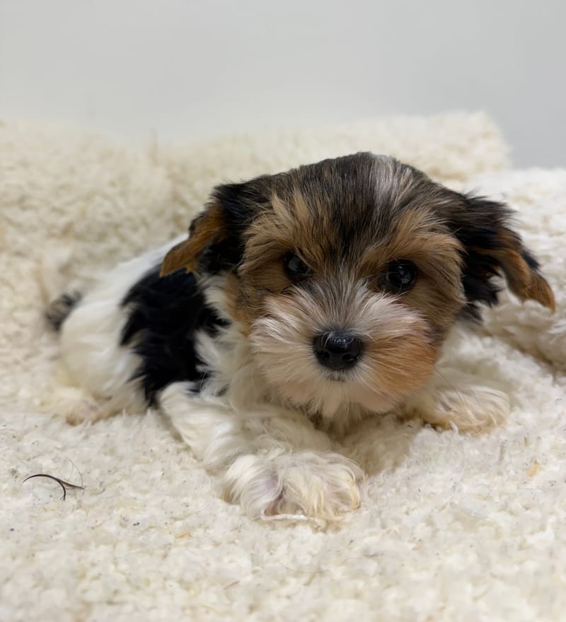 Aston, Yorkshire Biewer mâle né le 29/12/25 Non LOF