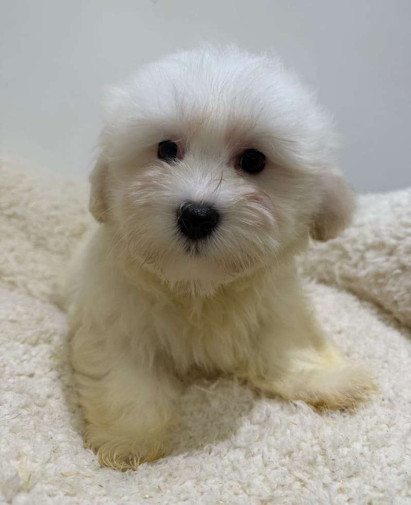 Aka, Coton de Tuléar femelle née le 20/12/25 LOF