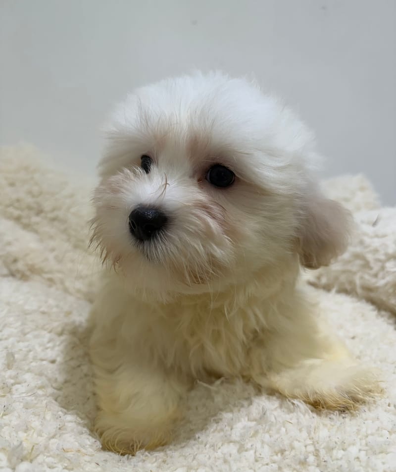 Aka, Coton de Tuléar femelle née le 20/12/25 LOF