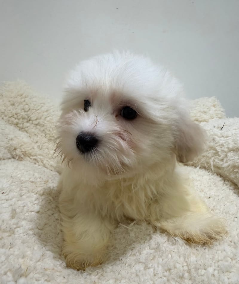 Aka, Coton de Tuléar femelle née le 20/12/25 LOF