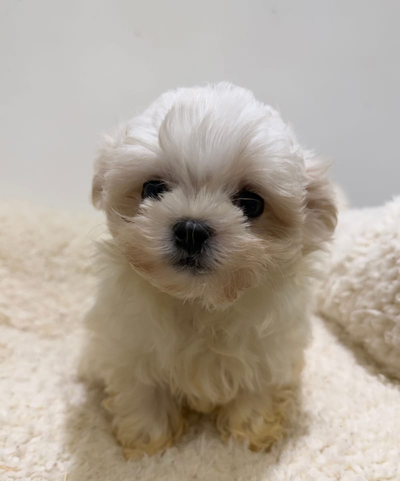 Anis, Bichon Maltais mâle né le 31/12/25 LOF