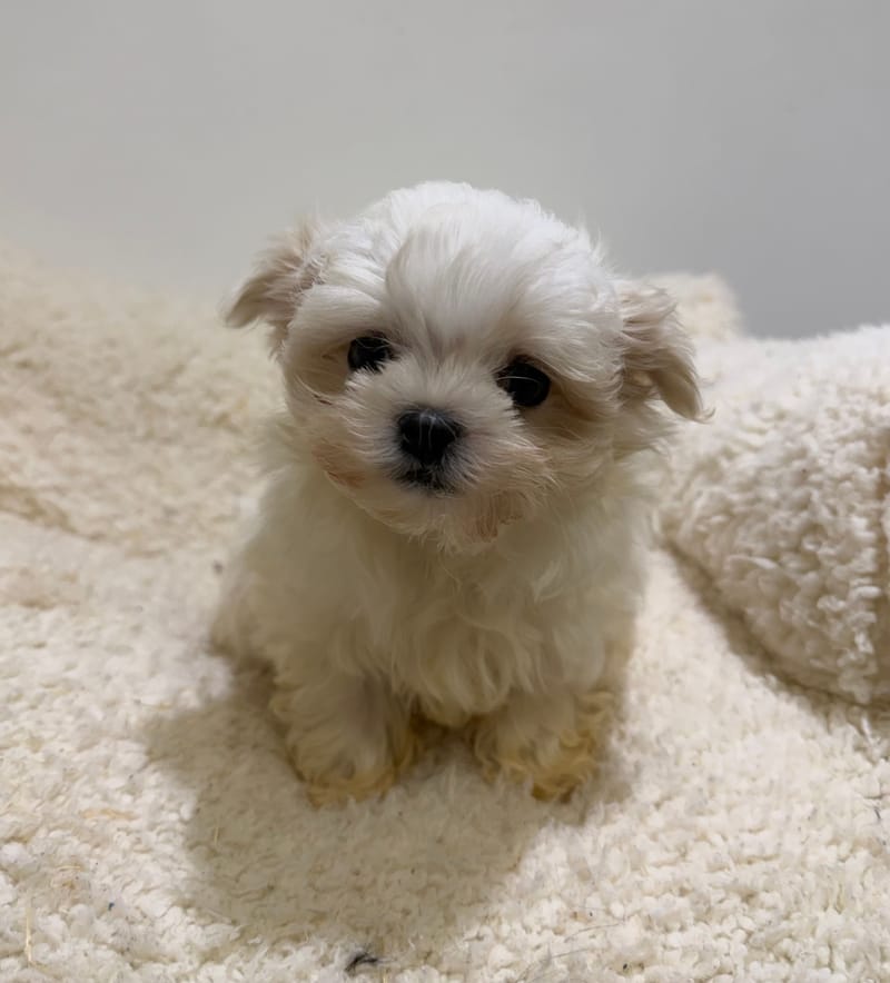 Anis, Bichon Maltais mâle né le 31/12/25 LOF