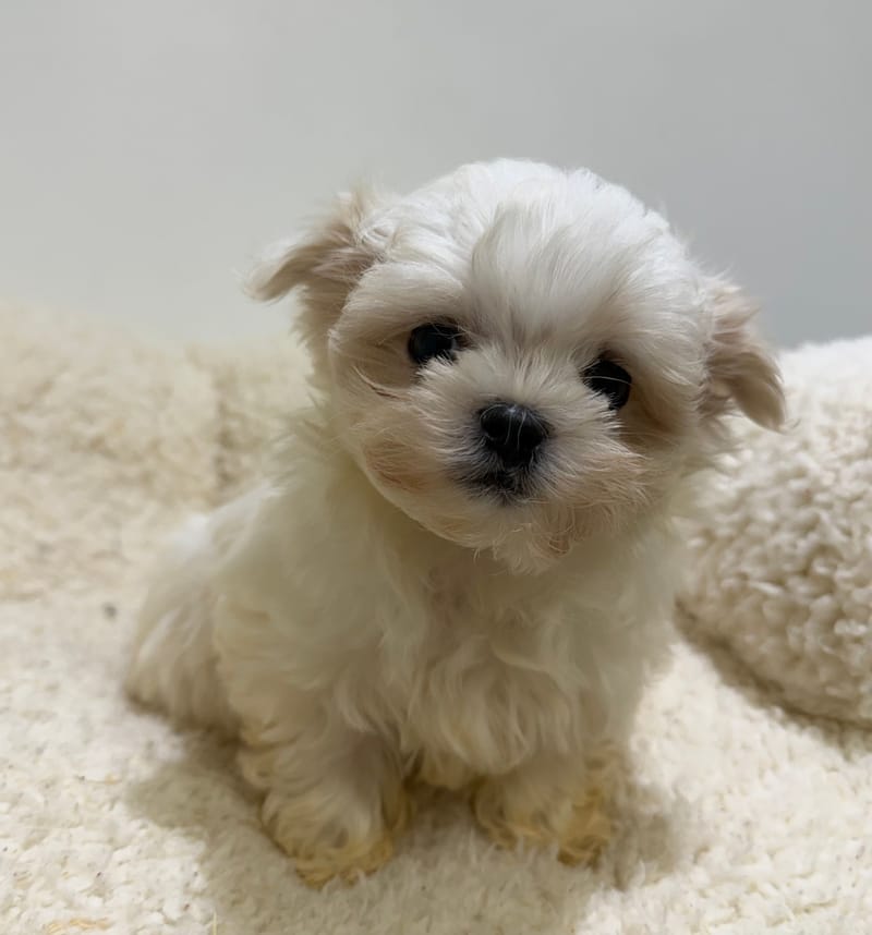 Anis, Bichon Maltais mâle né le 31/12/25 LOF