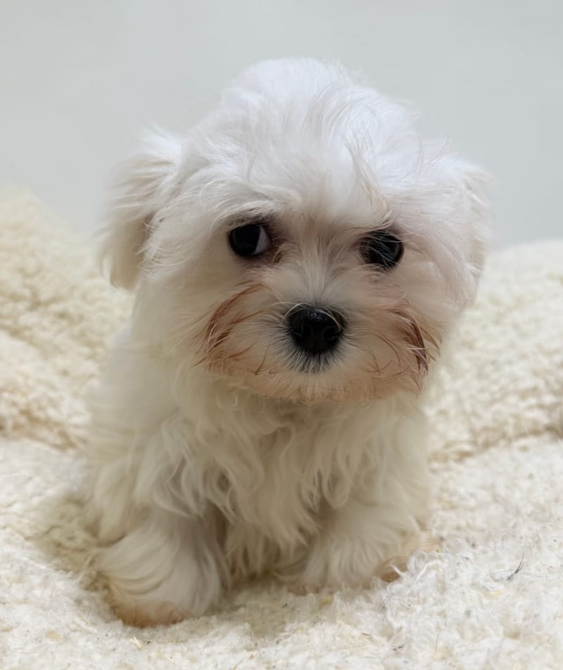 Alesia, Bichon Maltais femelle née le 21/12/25 LOF