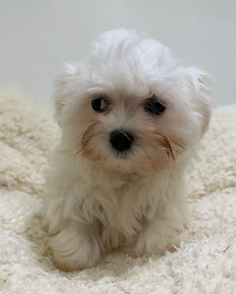 Alesia, Bichon Maltais femelle née le 21/12/25 LOF