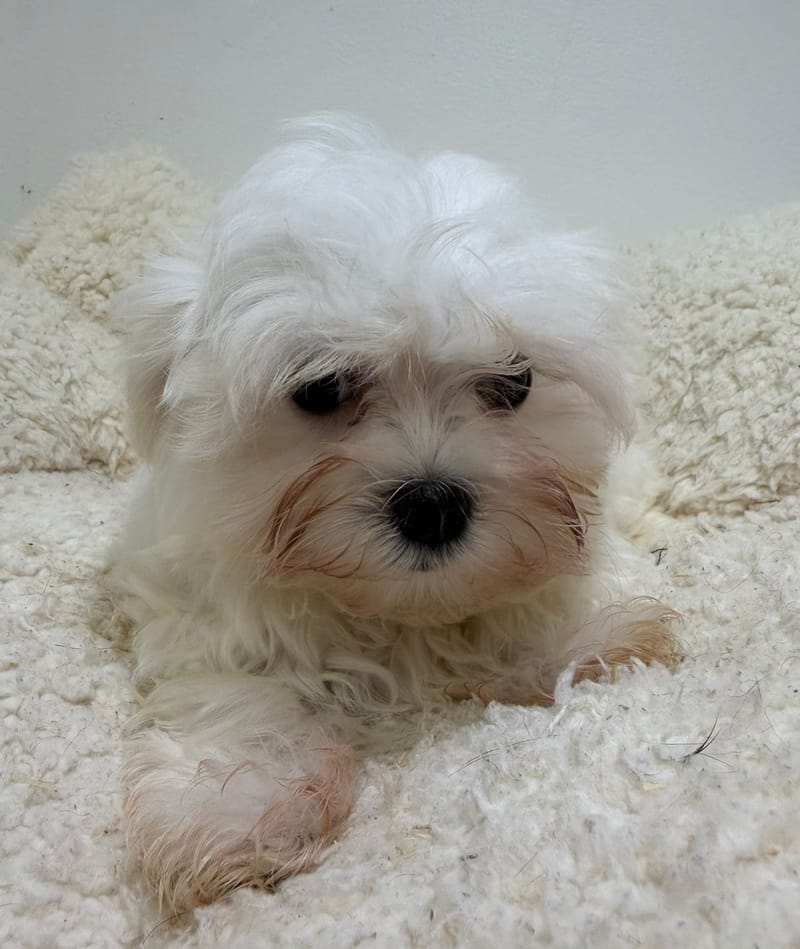 Alesia, Bichon Maltais femelle née le 21/12/25 LOF