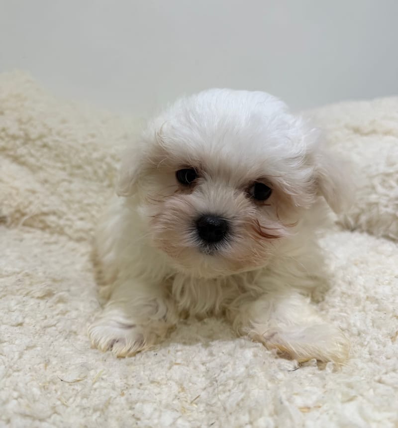 Bill, Bichon Maltais mâle né le 31/12/25 LOF