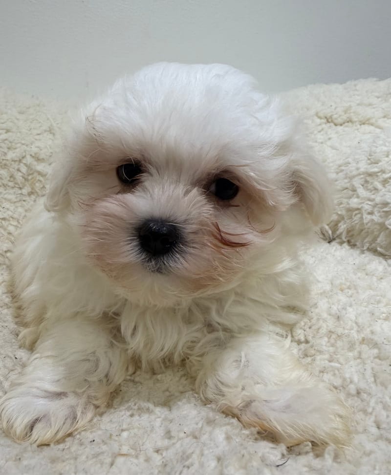 Bill, Bichon Maltais mâle né le 31/12/25 LOF