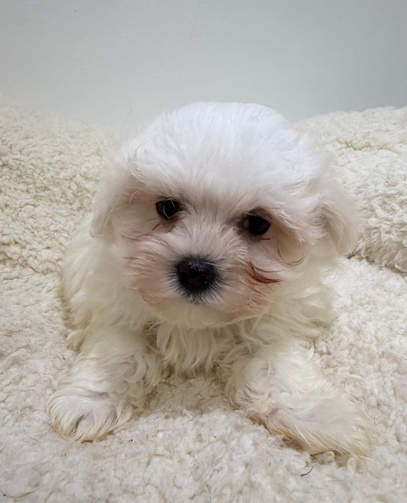 Bill, Bichon Maltais mâle né le 31/12/25 LOF