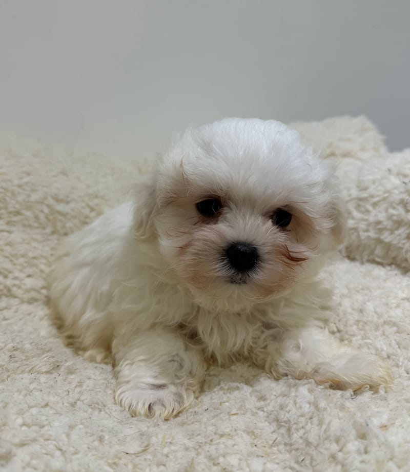 Bill, Bichon Maltais mâle né le 31/12/25 LOF