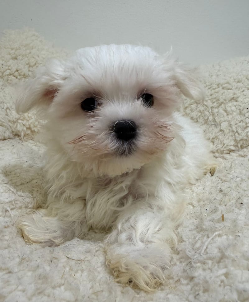 Bob, Bichon Maltais mâle né le 01/01/26 LOF