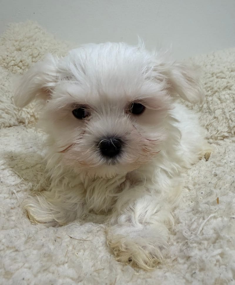 Bob, Bichon Maltais mâle né le 01/01/26 LOF