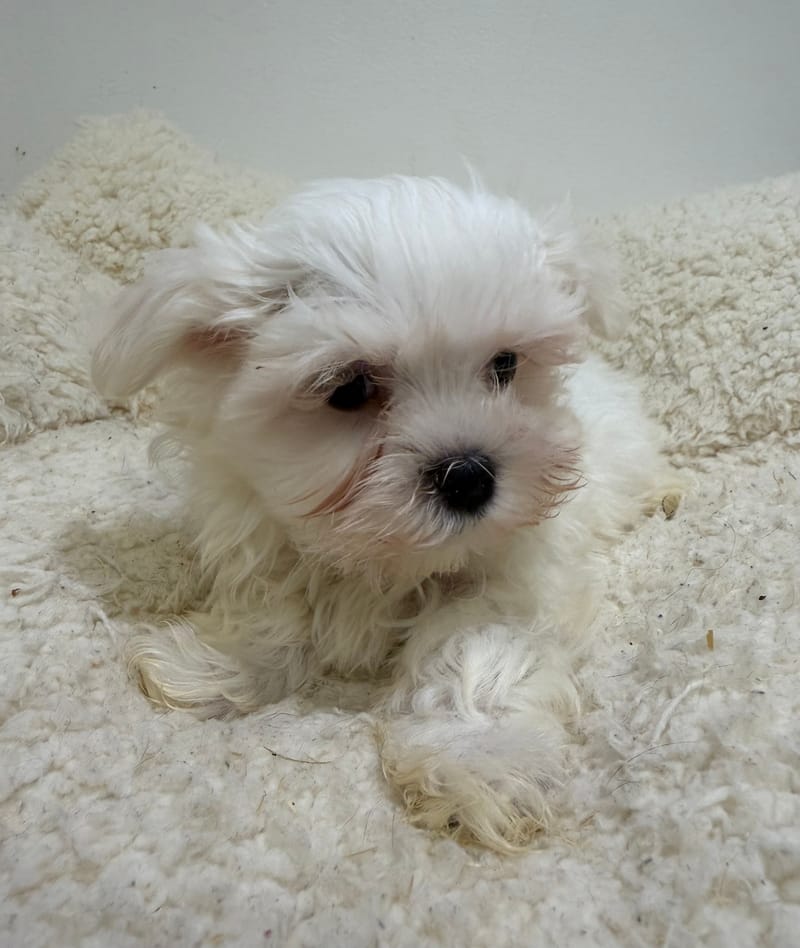 Bob, Bichon Maltais mâle né le 01/01/26 LOF